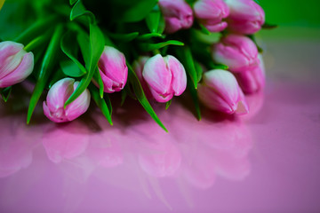 Obraz premium Tulpen rosa, auf pinkfarbenen Hintergrund