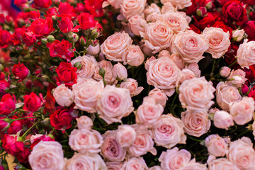 Obraz na płótnie Canvas Set of buds of beautiful roses.