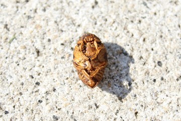 Puppe eines Rosenkäfers