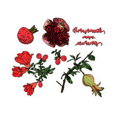 Pomegranate design elements.