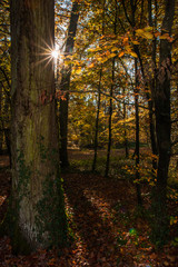 Gardens of Château de Cheverny (most know by Tintin - château de Moulinsart)