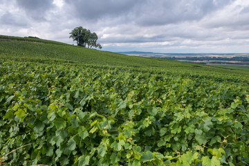 Fototapeta na wymiar The vineyards of Champagne in France