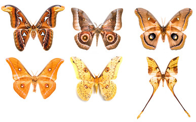 Set of tropical saturniidae night moths