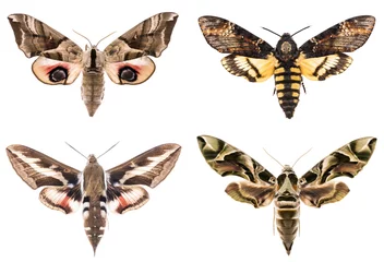 Fototapeten Set of four Sphingidae hawk-moths © Fyle