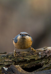 Wildlife photo - eurasian nuthatch sitta europea stands on old wood in forest, Danubian wetland, Slovakia, Europe
