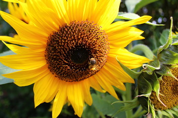 Obraz premium Sonnenblume