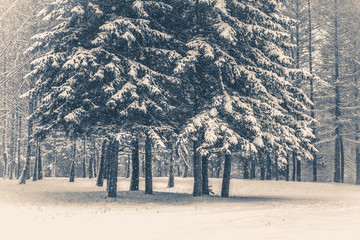 Old vintage photo. Tree pine spruce in magic forest winter day. Snow forest. Natural New Year...