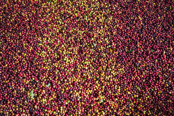 fresh coffees bean texture background.