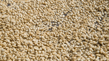 Dried raw coffee grains
