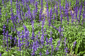 Fototapeta premium blue salvia flowes in the garden