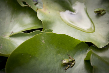Frog in a lily pond