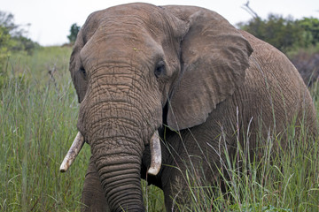 Fototapeta na wymiar Elephant Standing in Lush Green Bush and Grassland