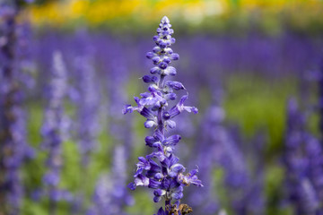 Closeup of blue salvia flower blackground