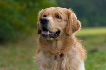 Portrait of a purebred Golden Retriever outside in nature. Mouth open, smiling friendly. Halfprofile picture. 