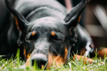 Young, Beautiful, Black And Tan Doberman Resting In Green Grass.