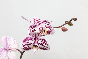 wallpaper flowers orchids on a white background