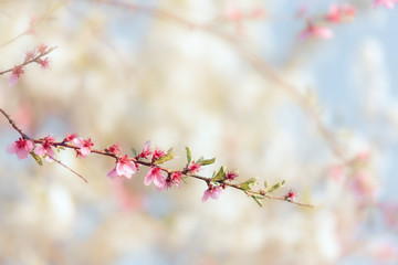 Beautiful Spring Tree Branch in Blossom 