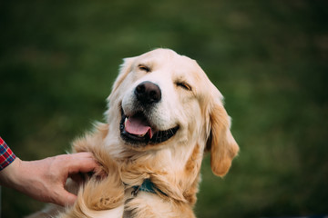 Close View Of Funny Young Happy Labrador Retriever. Smiling Dog - obrazy, fototapety, plakaty