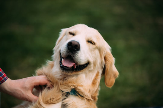 Close View Of Funny Young Happy Labrador Retriever. Smiling Dog