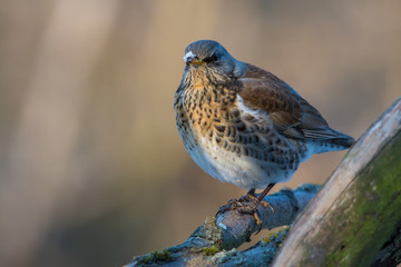 Wildlife photo - fieldfare bird turdus pilaris in its natural environment, Danubian wetland, Slovakia, Europe