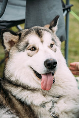 Close Up Portrait Of Beautiful Alaskan Malamute Dog