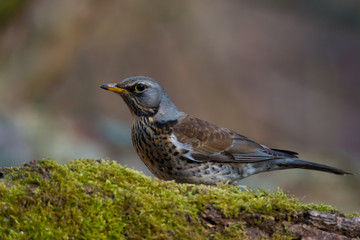 Wildlife photo - fieldfare bird turdus pilaris in its natural environment, Danubian wetland, Slovakia, Europe