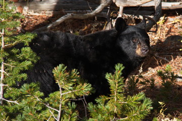 Black bear in Yellowstone National Park in Wyoming in the USA
