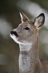 Roe deer portrait in winter
