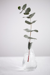 eucalyptus branches in a beautiful vase on white background