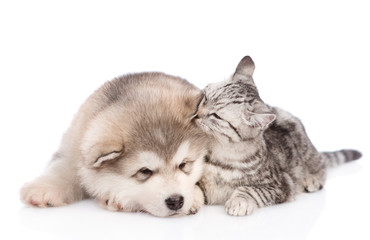 Obraz premium cat sniffs the dog's ear. isolated on white background