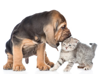 Puppy is chewing the kitten's ear. isolated on white background