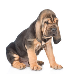 Bloodhound puppy sitting. isolated on white background