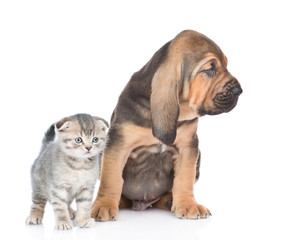 Obraz na płótnie Canvas Bloodhound puppy with tabby kitten together. isolated on white background