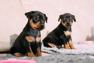 Two Small Black Miniature Pinscher Zwergpinscher, Min Pin Puppy 