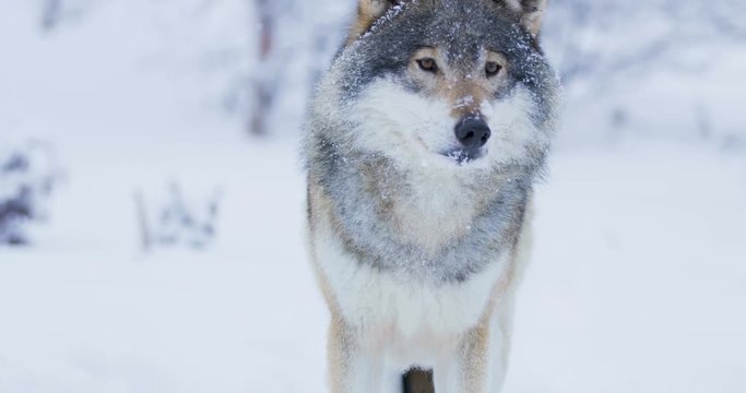 Close portrait of beautiful wolf in snowy winter landscape