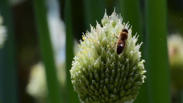 蜜蜂とネギ坊主