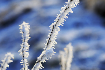 Hoar Frost on a Plant