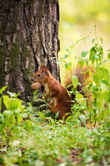 Naklejka na ściany i meble A red squirrel stands near a tree with a nut.