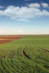 young green wheat and plowed field landscape spring season agriculture