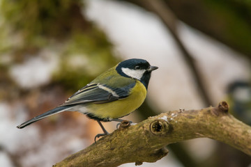 Wildlife photo - great tit parus major in its natural environment in winter season, Danubian wetland, Slovakia, Europe