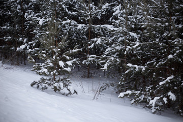 Pine forest in Blizzard