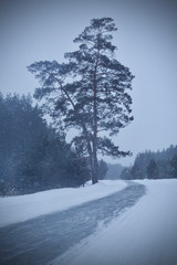 Lonely pine tree in winter. Snowstorm near the forest
