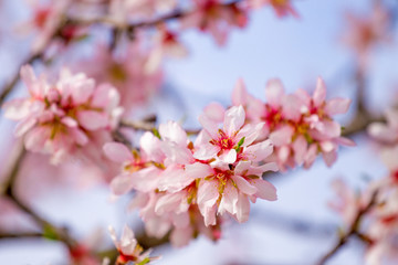 Beautiful almond blossoms on the almont tree branch