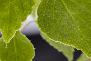flower rose room macro photography