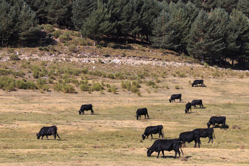 Cows in Gredos mountains in Spain