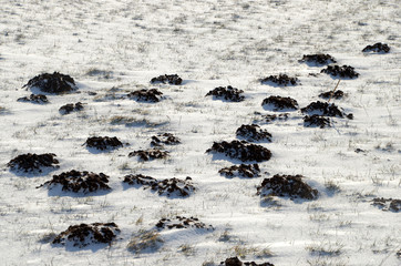 Molehills on a snow covered lawn.