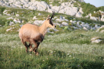 chamois