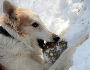 Borzoi dog chews a foam ball in winter weather.