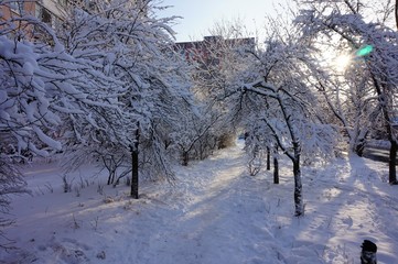 A tunnel created by snow-covered branches of trees, along which people go. The bright sun makes its way through the branches. In the background there is an urban landscape.