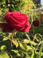 Red rose in dew